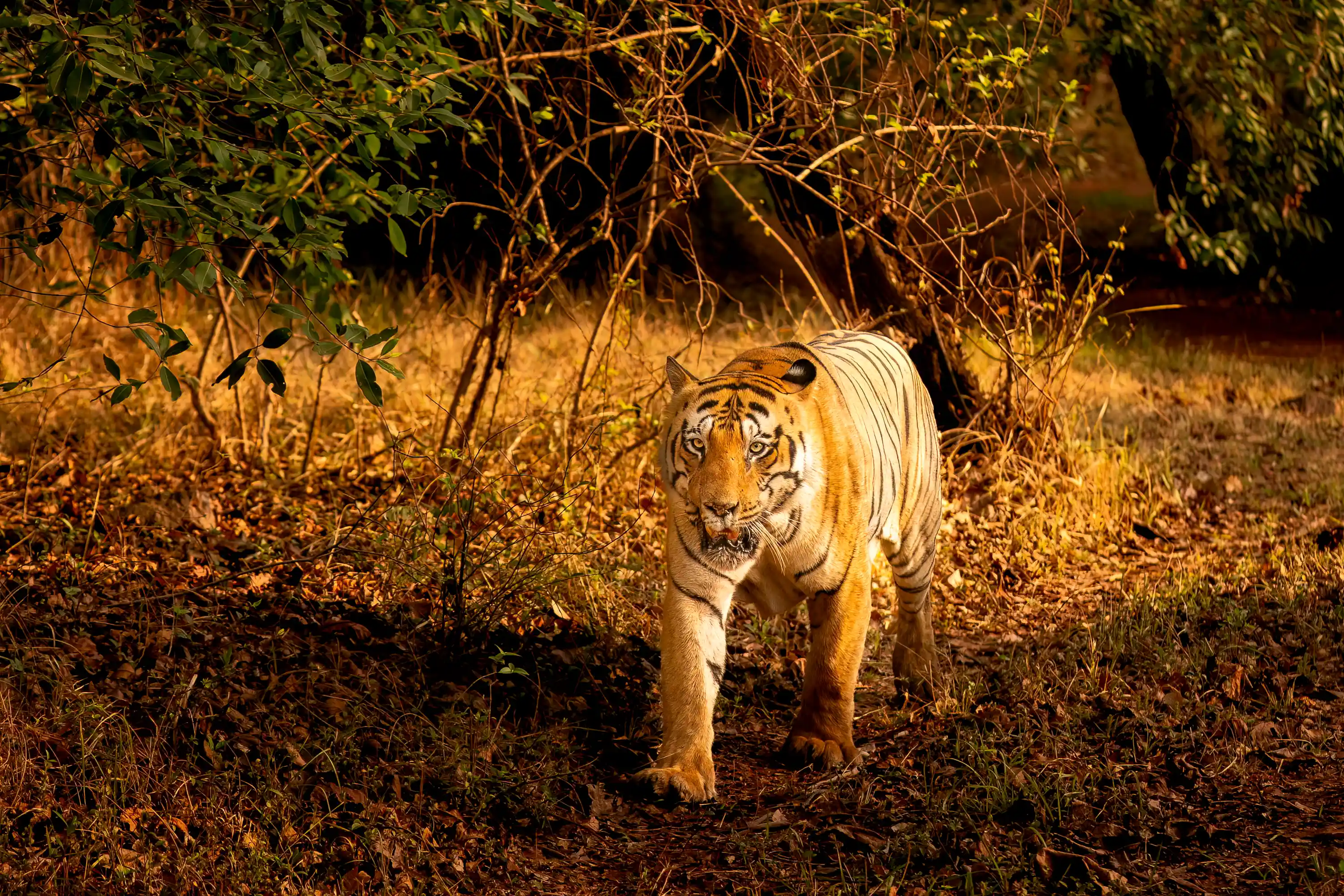 Panna & Bandhavgarh Tiger Expedition gallery image 5